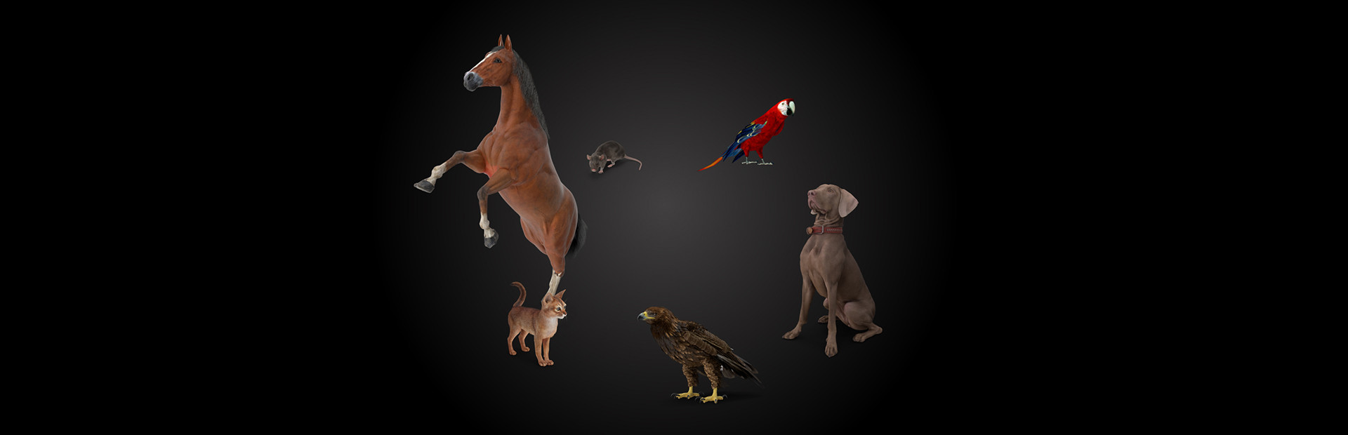Animal Trainer cover art