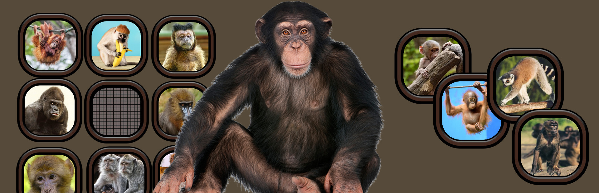 Animals Memory: Monkeys cover art