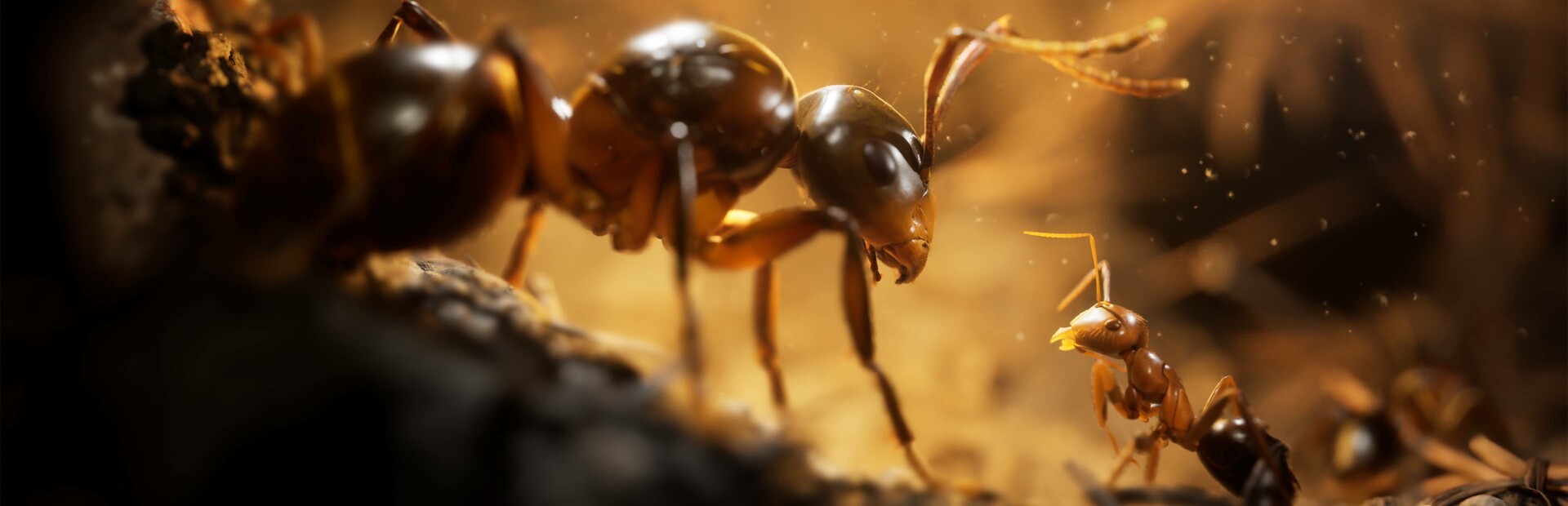 Ants cover art