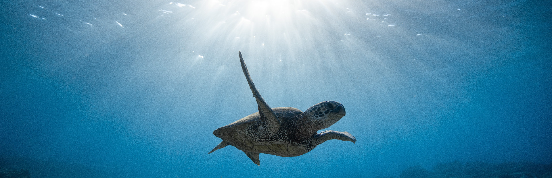 Bepuzzled Jigsaw Puzzle: Aquatic cover art