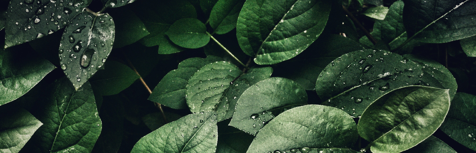 Bepuzzled Jigsaw Puzzle: Nature cover art