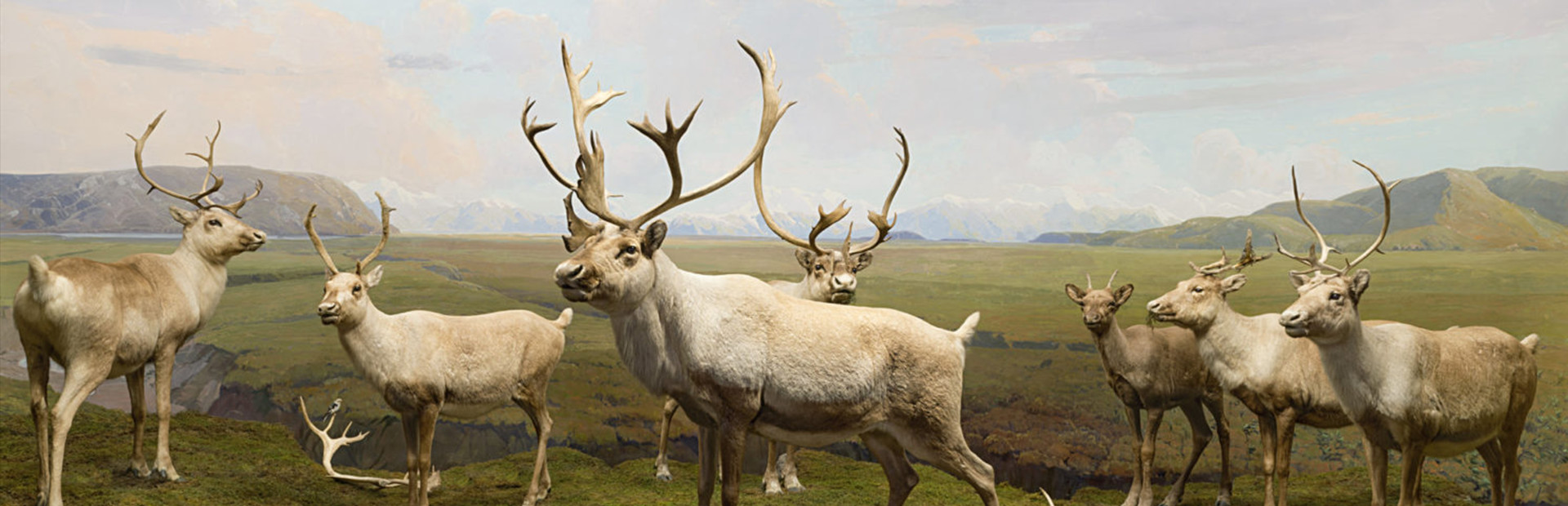 Beyond The Diorama: Caribou World cover art