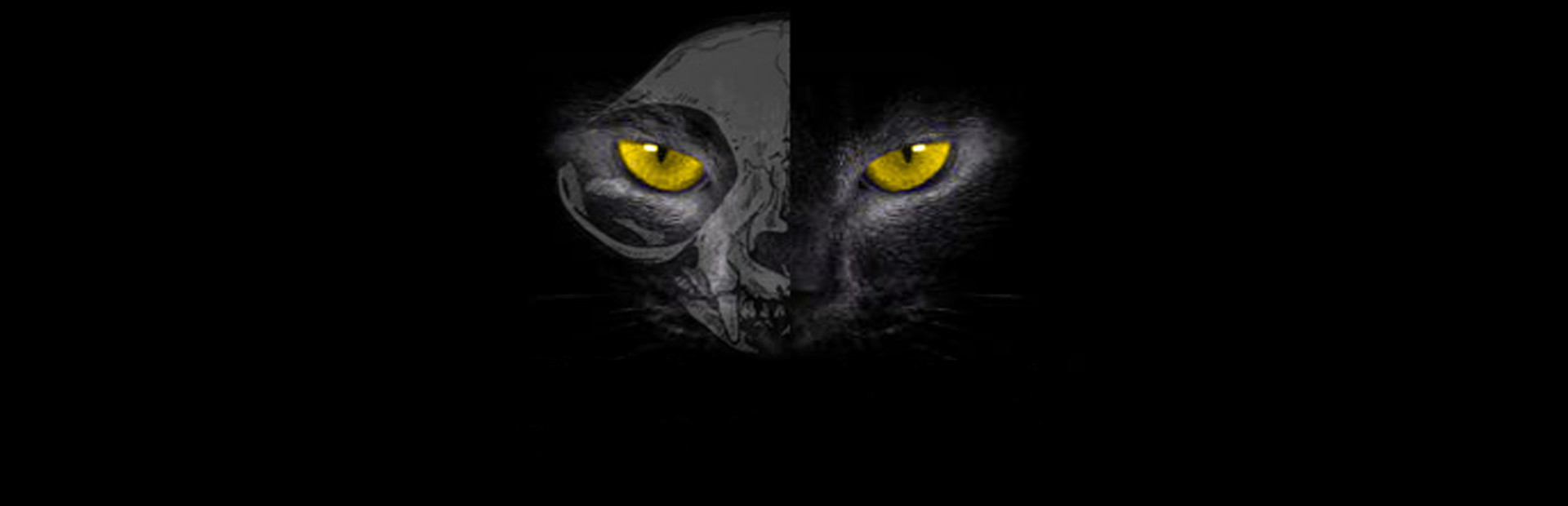 Black Cat cover art
