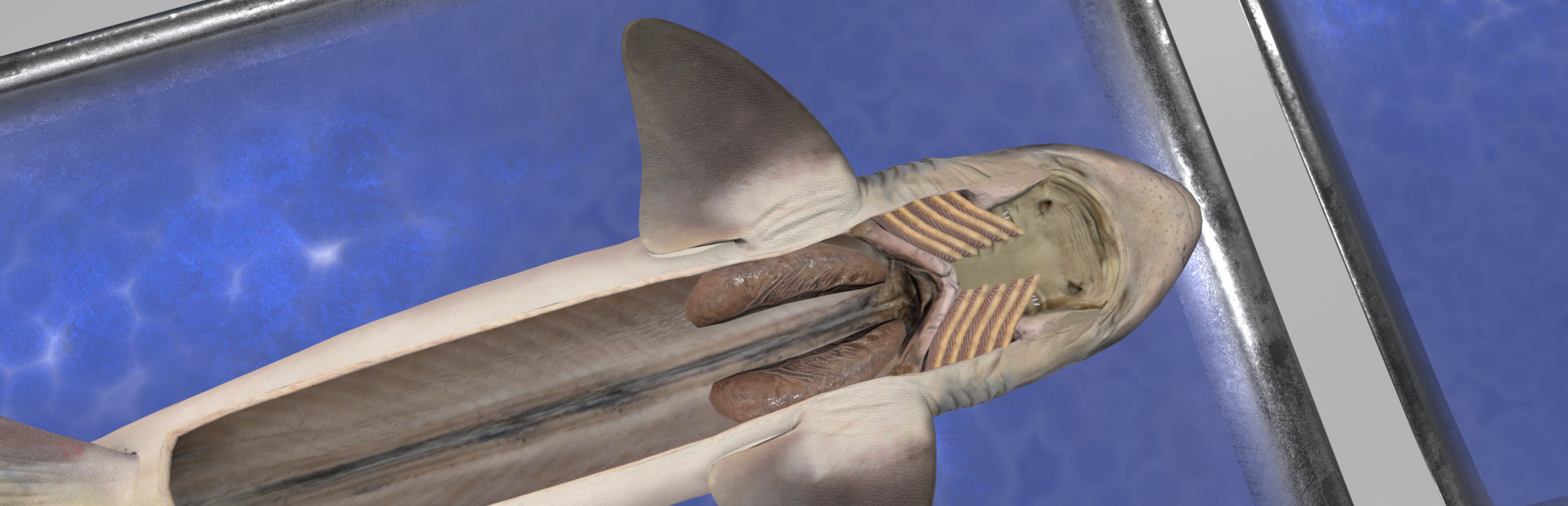 Dissection Simulator: Dogfish Edition cover art