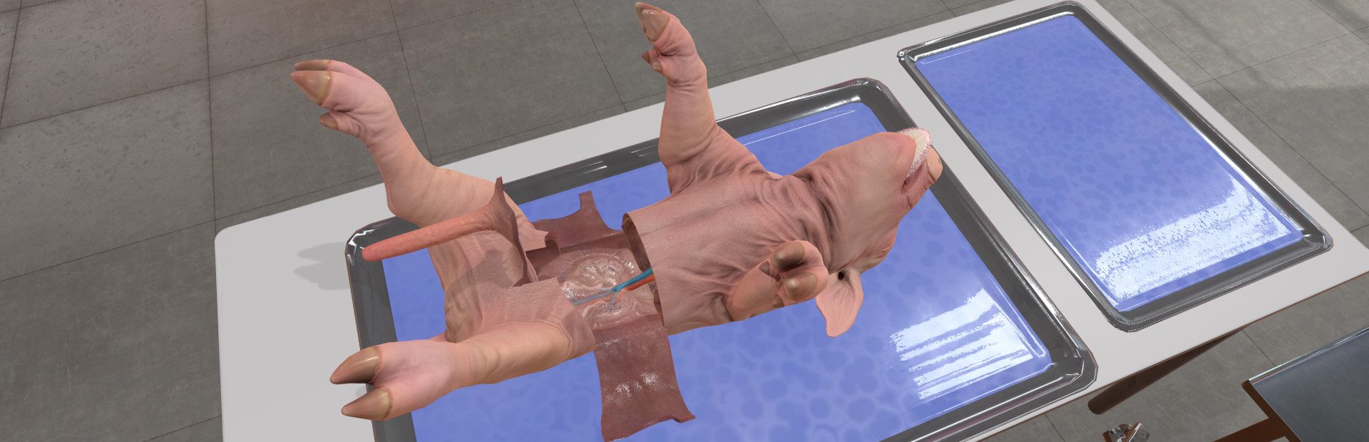 Dissection Simulator: Pig Edition cover art