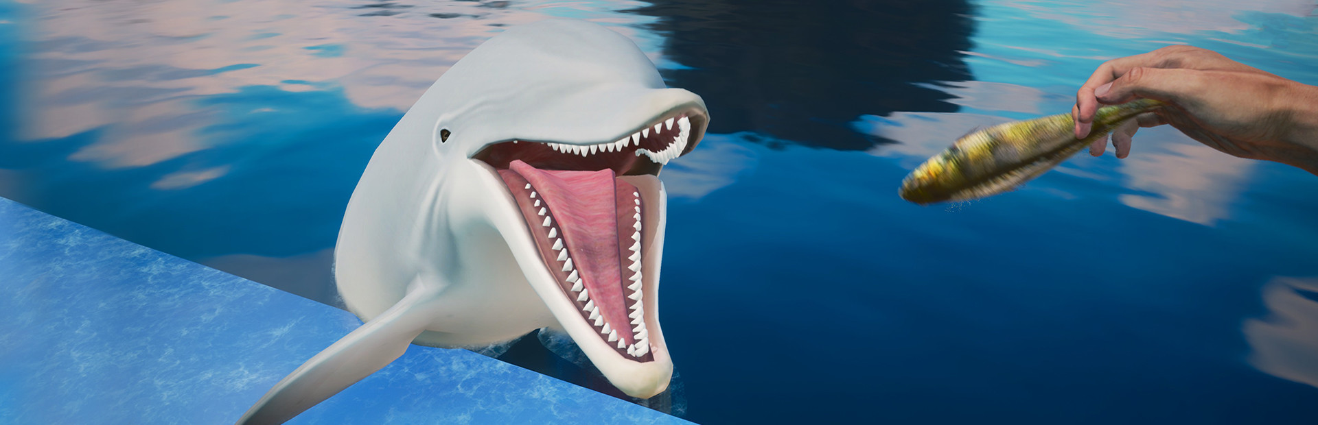 Dolphin Trainer VR cover art