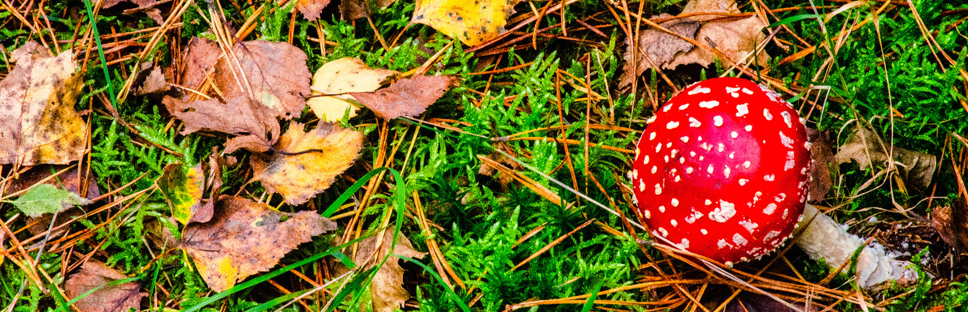 Gnome Jigsaw Puzzles cover art