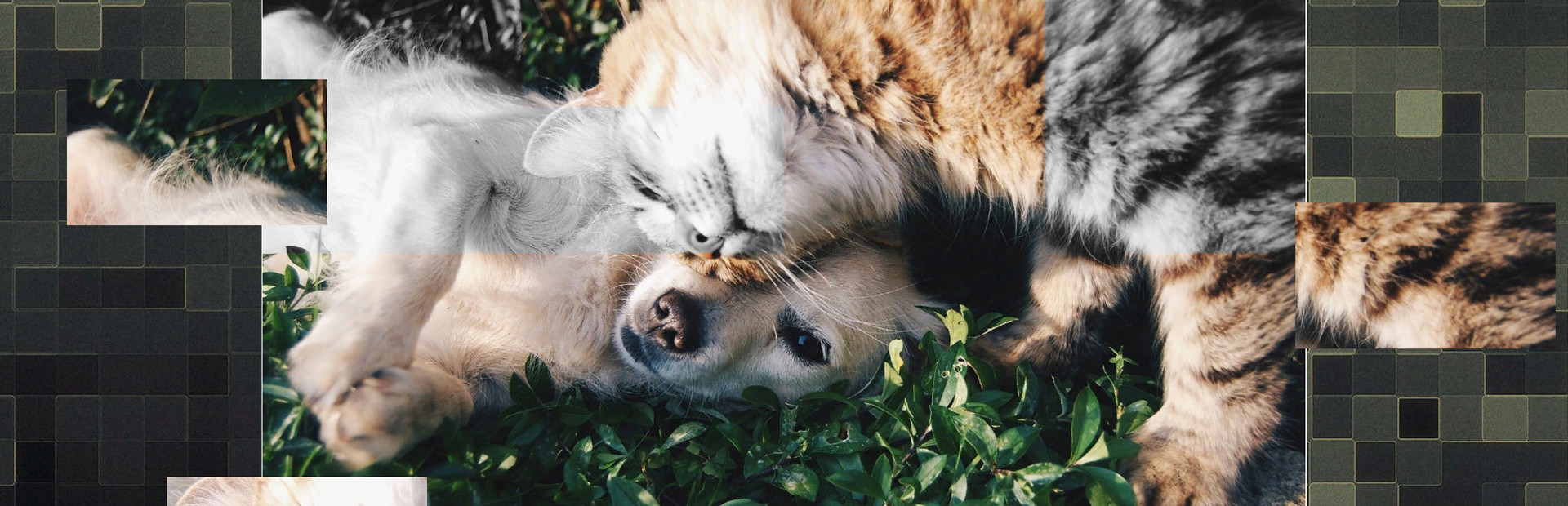Good puzzle: Animals cover art