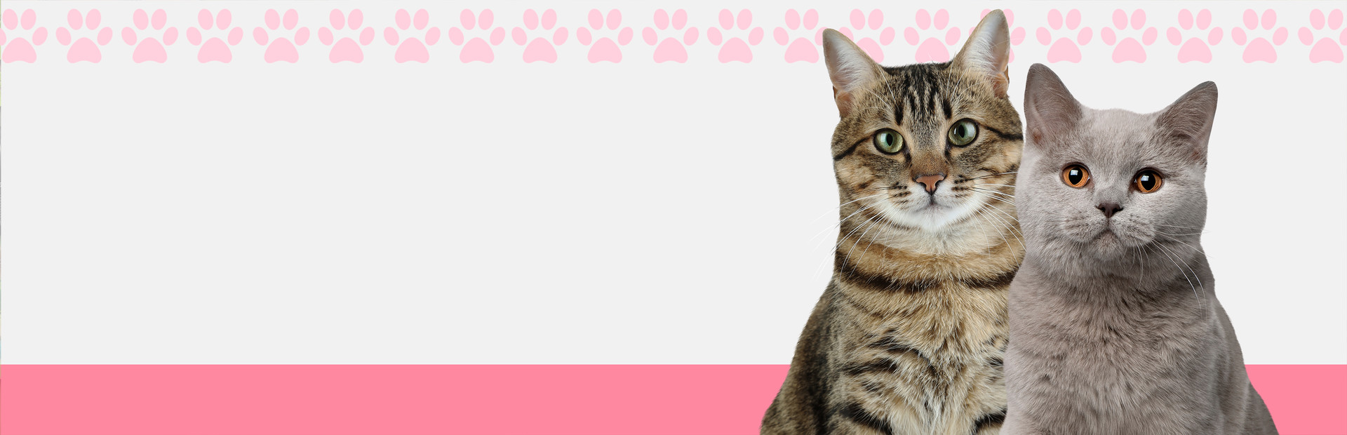 I Love Finding Cats cover art