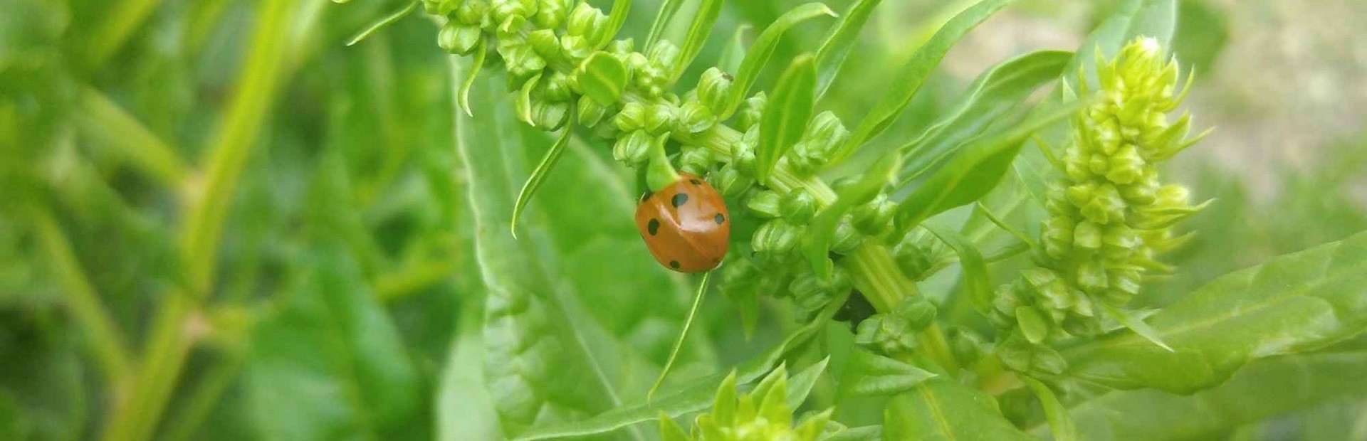 Insect Seeker cover art