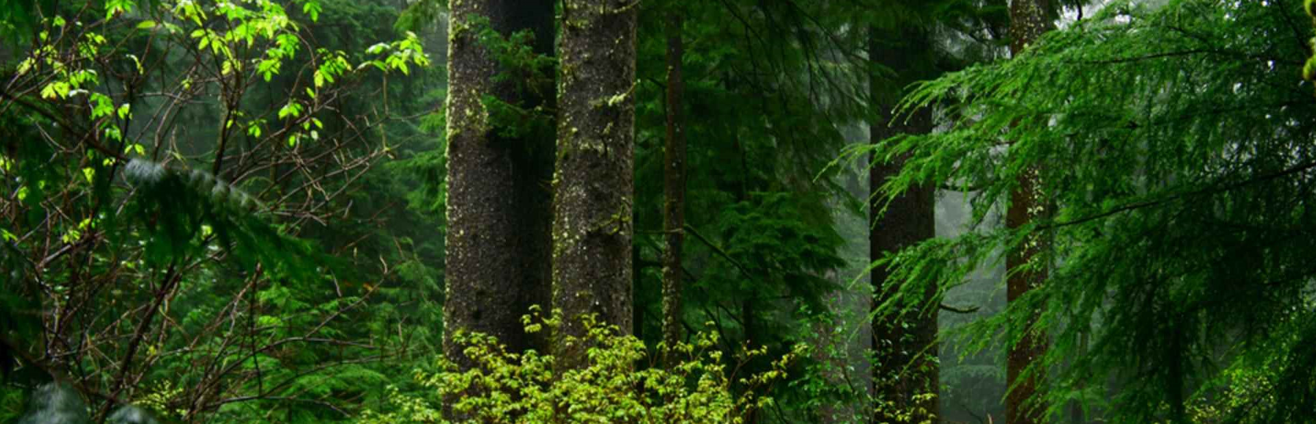 Maze Quest 1: The Forest cover art