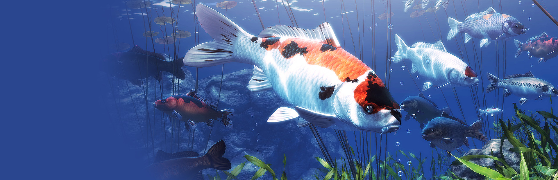 My Koi cover art