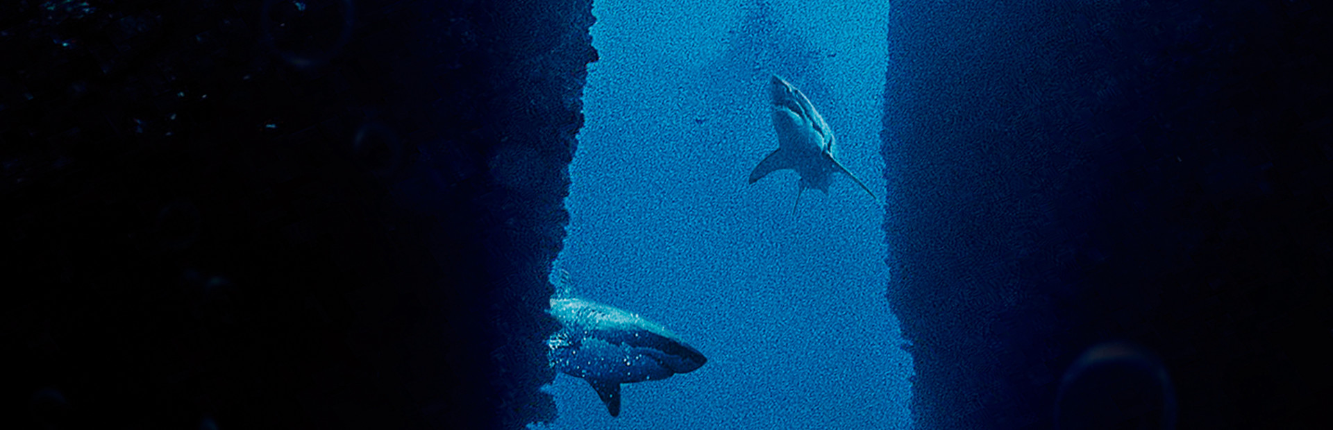 Submersed cover art
