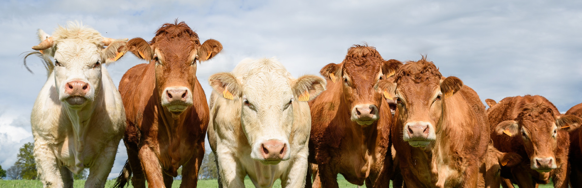 The Cows Are Watching cover art