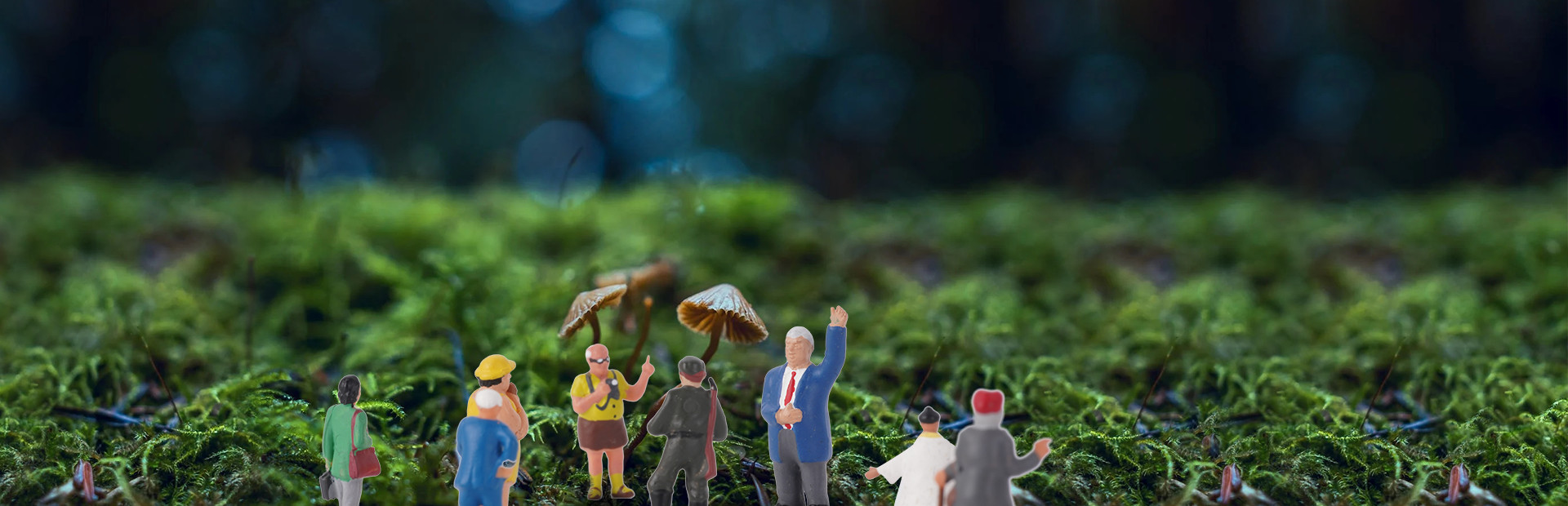 VR Wonderland: mini civilizations in a forest cover art