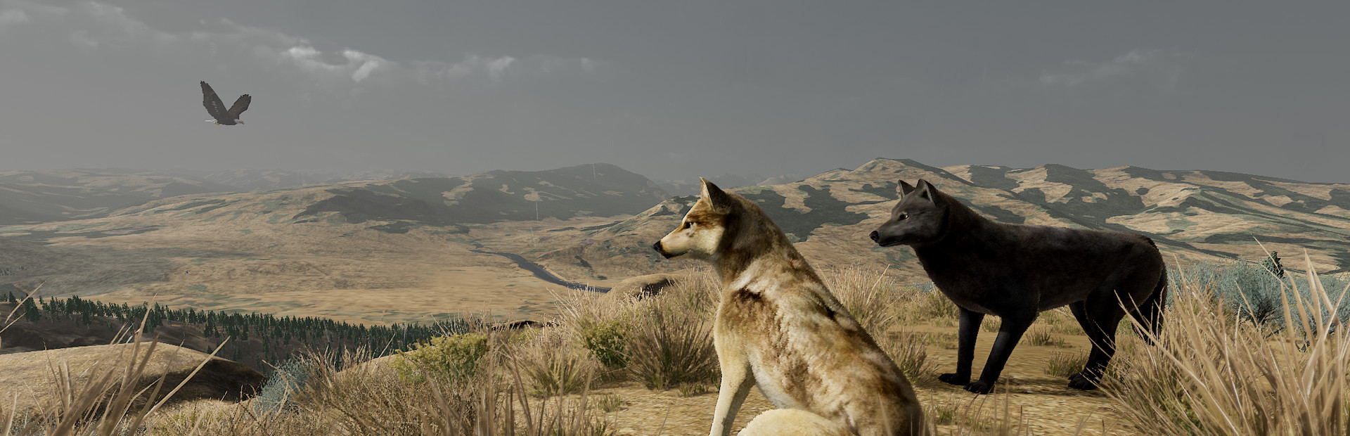Wolf cover art